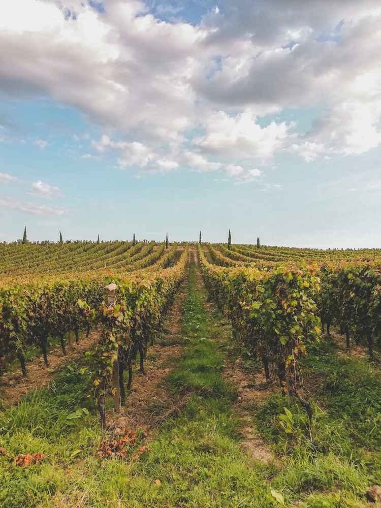 Marathon des vins de Blaye et 10 km des vignes - image